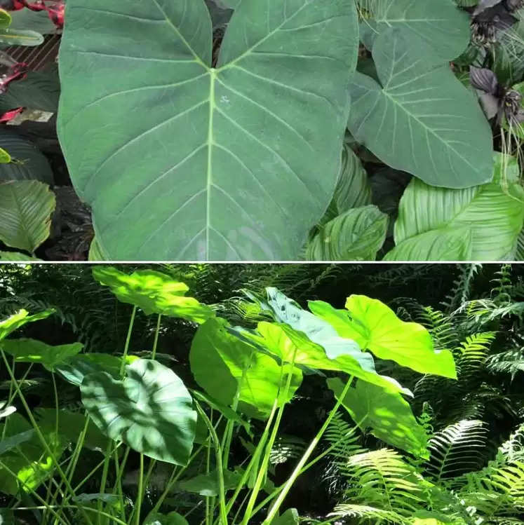 broad leaved plants