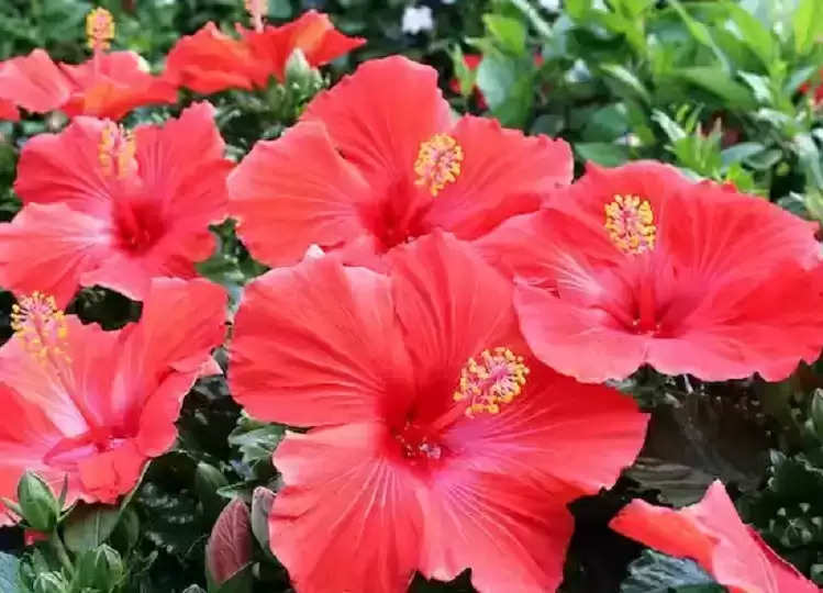 Hibiscus Flower Oil  Plant Pure Natural