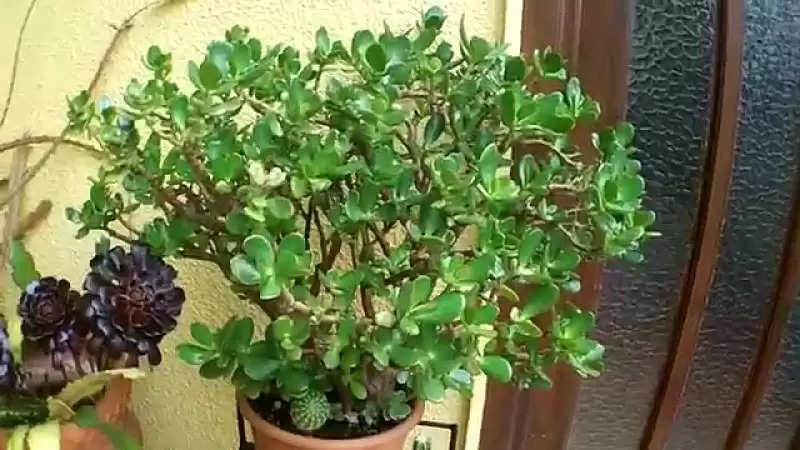 money plant care tips in urdu