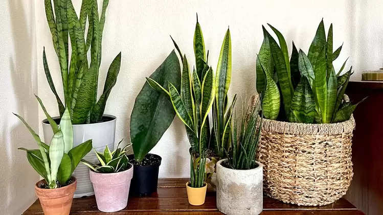 Vastu Tips: According to Vastu Shastra, keep a snake plant at this ...