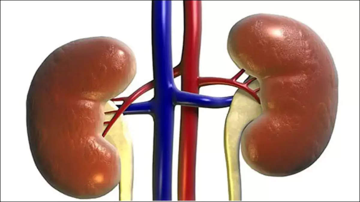 unhealthy human kidney