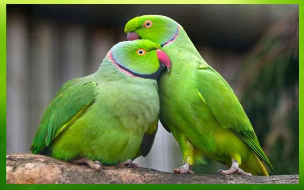 Vastu Tips: Placing a picture of green parrot in THIS direction of house is  considered auspicious – India TV