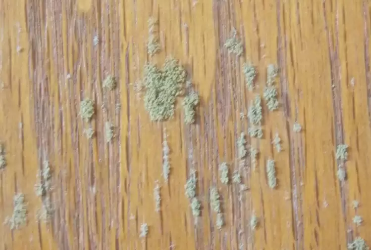 removing mold from wood furniture